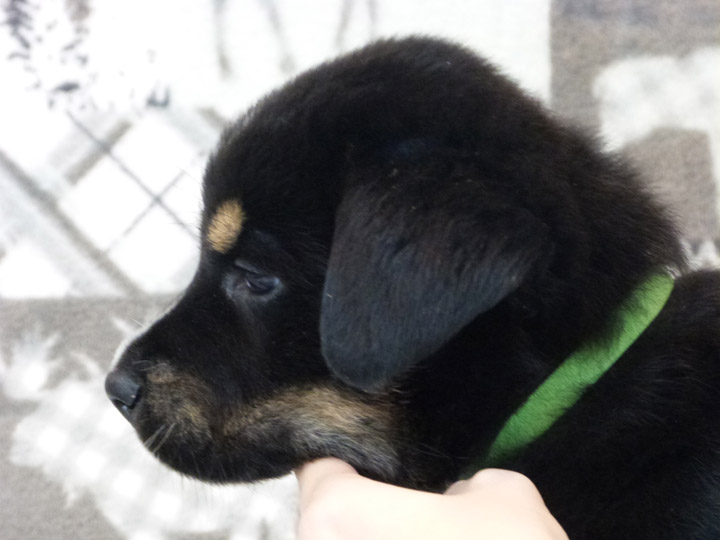 chinook puppy